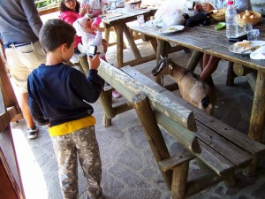 cat-orsini-molveno-forest-park2